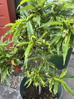 IMG_0378.JPEG