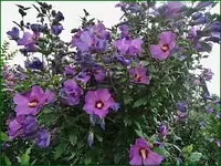 DSC02532.webp