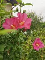 IMG_20240620_084638.webp
