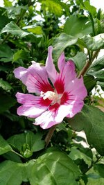 IMG_20180615_133437601.jpg