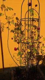 PXL_20250615_061050294.jpg