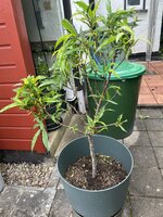 IMG_0385.JPEG