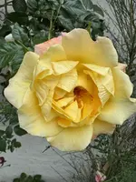 IMG_6971.jpeg