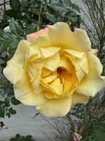IMG_6971.jpeg
