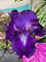 IMG_7038.jpeg