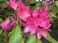 IMG_7039.jpeg