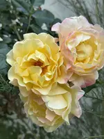 IMG_7046.jpeg