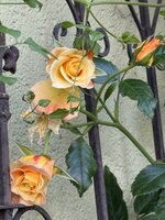 IMG_7045.jpeg
