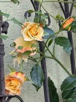 IMG_7045.jpeg