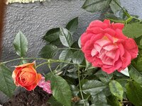 IMG_7044.jpeg