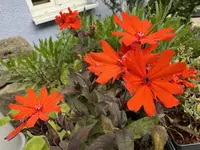 IMG_7049.jpeg