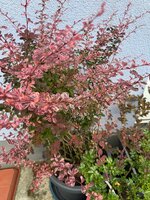 IMG_7042.jpeg