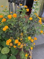 IMG_7041.jpeg