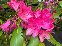 IMG_7039.jpeg