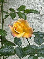IMG_6972.jpeg