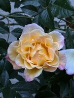 IMG_6958.jpeg
