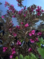 IMG_6955.jpeg