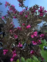 IMG_6955.jpeg