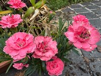IMG_7050.jpeg