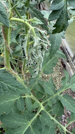IMG_4682.jpeg