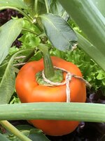 IMG_0614.jpeg