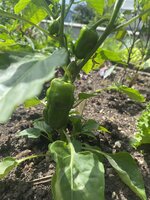 IMG_8947.jpeg