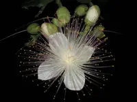 Tropischer Baum 1.JPG