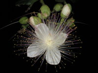 Tropischer Baum 1.JPG