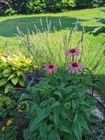 IMG_20250615_163406.jpg