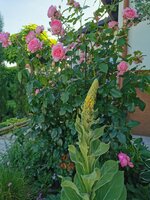 IMG_20250615_173938.jpg