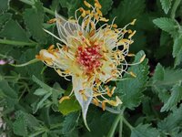 IMG_20250615_173851.jpg