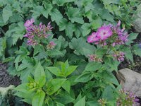IMG_20250615_192945.jpg