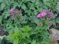 IMG_20250615_192945.webp