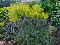 IMG_20250615_193117.jpg