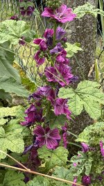 IMG_4667.jpeg