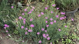 IMG_4663.jpeg