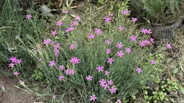 IMG_4663.jpeg