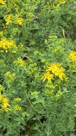 IMG_4672.jpeg