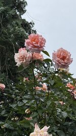 IMG_4674.jpeg
