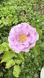 IMG_4675.jpeg