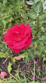 IMG_4676.jpeg