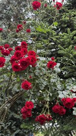 IMG_4679.jpeg