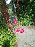 IMG_20250614_105844.jpg