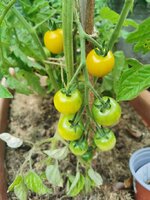 IMG_20250616_080630.jpg