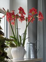 IMG_8850.jpeg