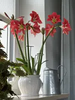 IMG_8850.webp