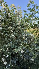 IMG_4689.jpeg
