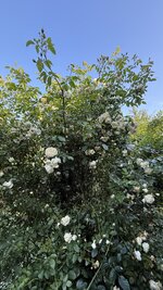 IMG_4691.jpeg