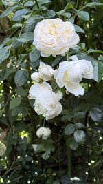 IMG_4690.jpeg