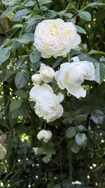 IMG_4690.webp